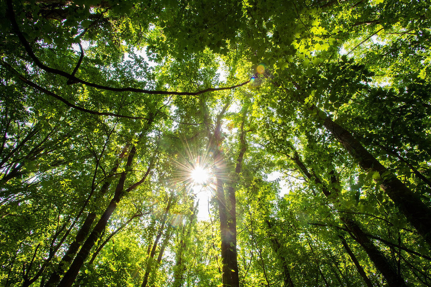 Sunlight filters through a dense canopy of green leaves in a forest, creating a radiant, dappled effect.